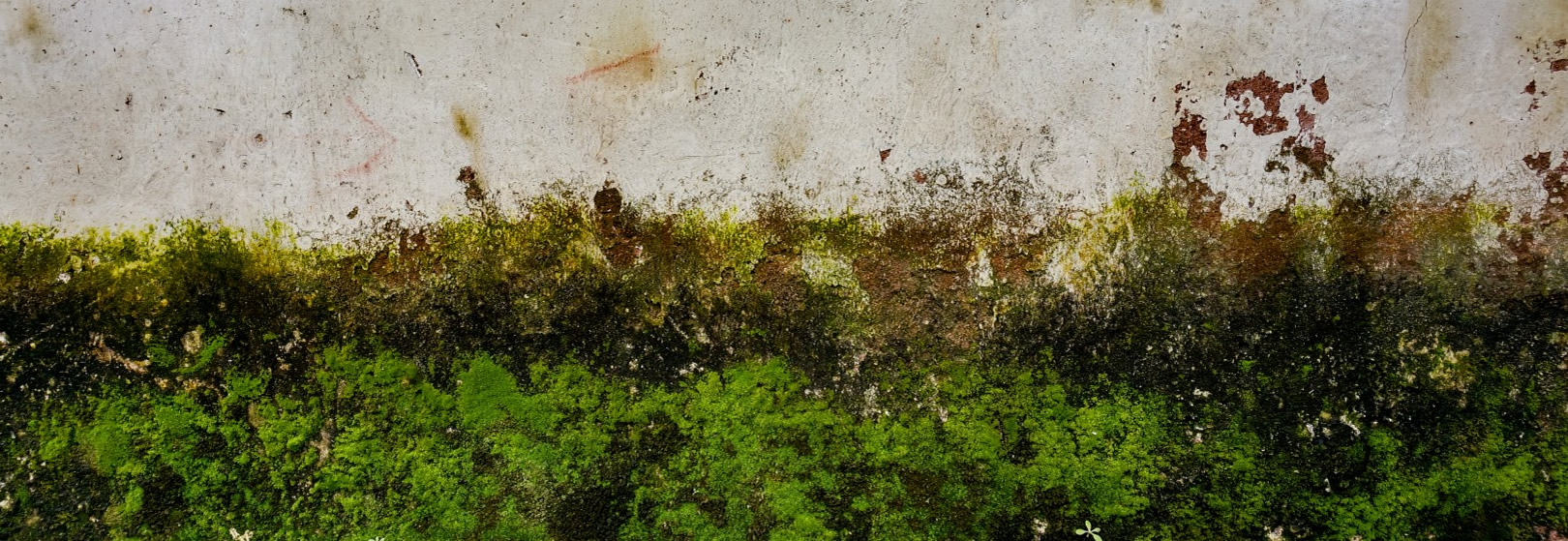Algae, Lichen, Moss & Mould Removal/Cleaning Ipswich Image