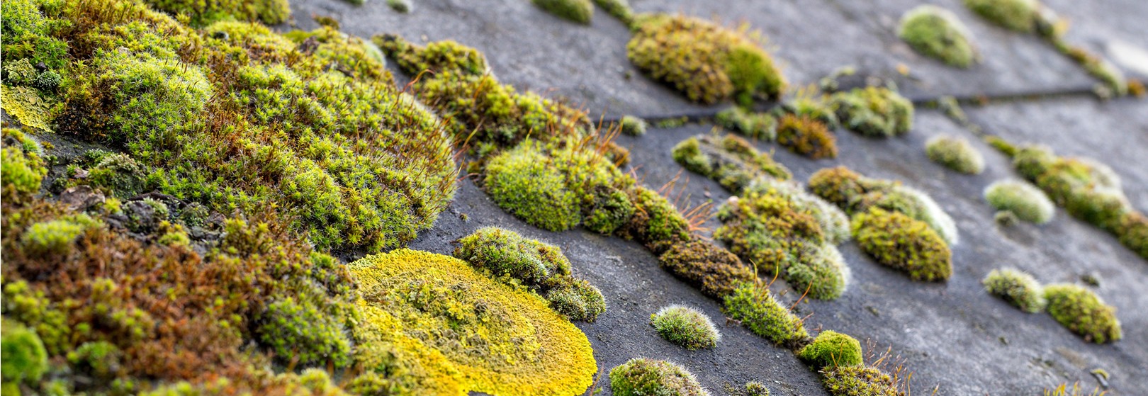 Roof Cleaning Service Image